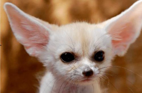 娱乐吃瓜丫狐狸,揭秘丫狐狸背后的故事 第2张 娱乐吃瓜丫狐狸,揭秘丫狐狸背后的故事 第2张